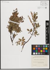 Foto von Salix waldsteiniana Willd.